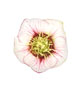 Helleborus x hybridus, Picotee