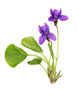 Duftveilchen / Viola odorata