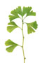 Ginkgo biloba