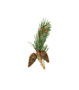 Gemeine Kiefer / Pinus sylvestris