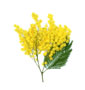 Mimose