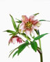 Helleborus torquatus-Hybride