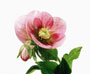 Helleborus orientalis-Hybride