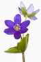 H. x schlyteri 'Blue'