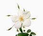 'La Mortola', Wildrosen, Form der R. brunonii Lindl., Italien, ca.1936