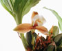 Lycaste xytriophora (Costa Rica)