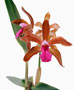 Cattleya bicolor brasiliensis