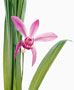 Bletilla hyacinthina