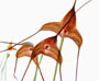 Masdevallia triangularis