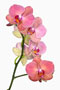 Phalaenopsis 'Don Carlos'