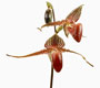 Paphiopedilum rothschildianum