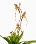 Paphiopedilum philippinense