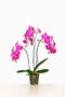 Phalaenopsis 'Damien'