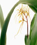 Brassia Rex (B. verrucosa X B. gireoudiana)