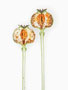 Papaver somniferum