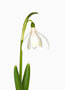 Galanthus ‘Angelique’, Nivalis