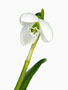 Galanthus ‘Augustus’, Byzantinus