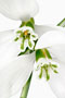 Galanthus 'Yamanlar', Gracilis