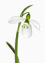 Galanthus 'Yamanlar', Gracilis