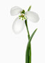 Galanthus 'Yamanlar', Gracilis