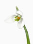 Galanthus ‘Bill Bishop’