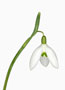 Galanthus ‘Bill Bishop’