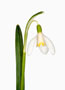 Galanthus ‘Blonde Inge’, Nivalis