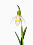 Galanthus ‘Blonde Inge’, Nivalis