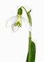 Galanthus ‘Carlos aus Santana’, Nivalis x Elwesii