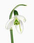 Galanthus ‘Cedric’s Prolific’, Elwesii