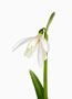 Galanthus ‘Angelique’, Nivalis