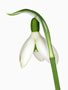 Galanthus ‘Cedric’s Prolific’, Elwesii