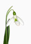 Galanthus ‘Colossus’, Plicatus