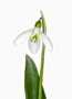 Galanthus ‘Colossus’, Plicatus