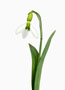 Galanthus ‘Erway’