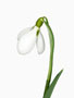 Galanthus byzantinus, graublau