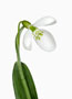 Galanthus byzantinus, graublau