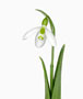 Galanthus byzantinus, hellgrün