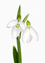 Galanthus byzantinus x nivalis, Zweier JL