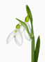 Galanthus byzantinus x nivalis, Zweier JL