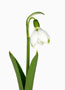 Galanthus elwesii, Ballon-Form