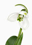 Galanthus elwesii, Ballon-Form