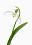 Galanthus elwesii, UF Gesicht