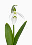 Galanthus elwesii, UF Gesicht