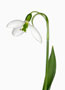 Galanthus ex Schloss Wolfsburg, Elwesii