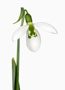 Galanthus ex Schloss Wolfsburg, Elwesii