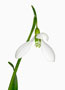 Galanthus gracilis