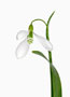 Galanthus gracilis