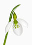 Galanthus gracilis, Ballon-Form