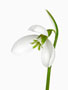 Galanthus gracilis, Ballon-Form